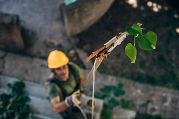 Best Tree Stump Removal  in Santa Teresa, NM